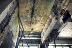 Why You Should Choose Our Mold Remediation Services in San Felipe, TX